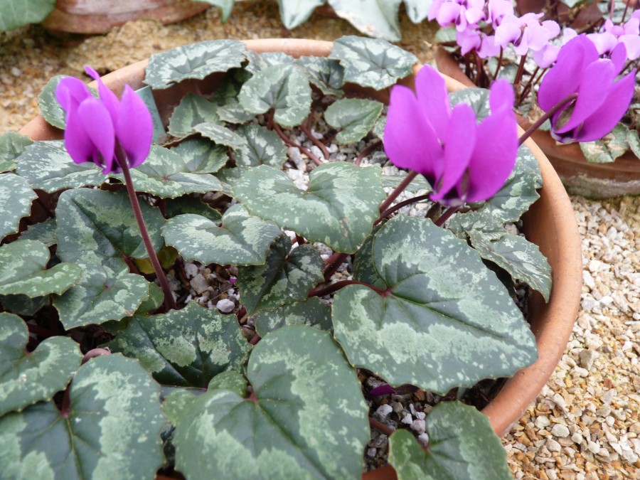 Cyclamen pseudibericum