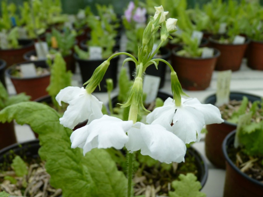 Primula sieboldii 'Sôshiarai'