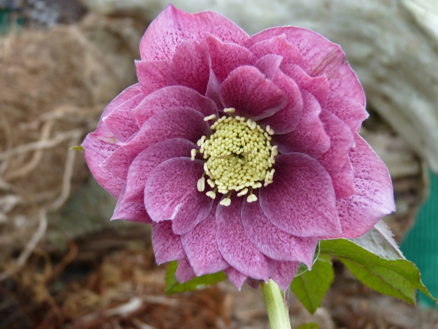 Helleborus x hybridus 'Barnhaven hybrids'  Double rose foncé