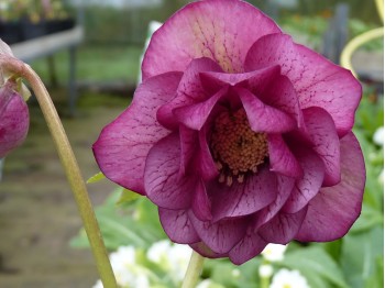 Helleborus x hybridus 'Barnhaven hybrids'  Double dark pink shades