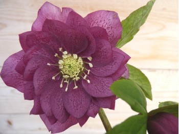 Helleborus x hybridus 'Barnhaven hybrids'  Double dark pink shades