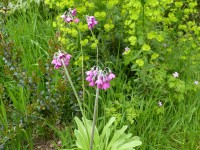 Primula secundiflora