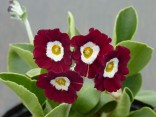 Primula auricula 'Old Clove Red'