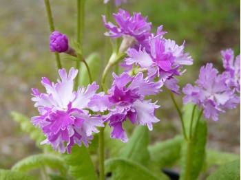 Primula sieboldii 'Yae Kagni Gasame'.