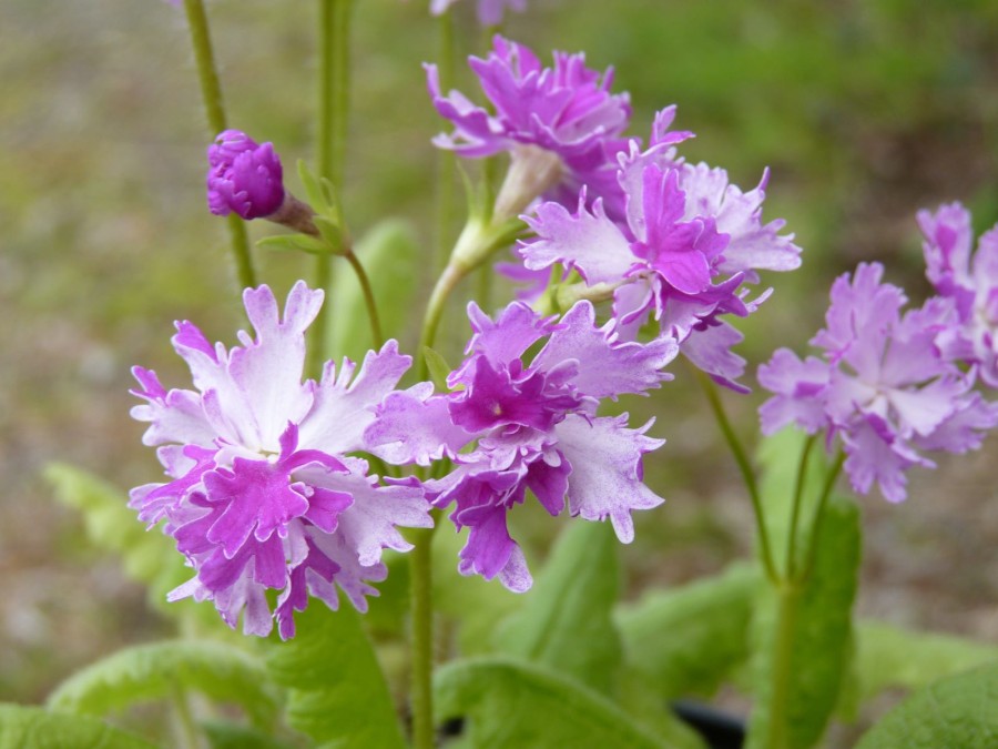 Primula sieboldii 'Yae Kagni Gasame'.