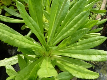 Primula secundiflora