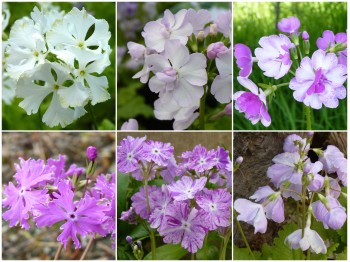 Primula sieboldii SIEBOLDII - Collection de plantes