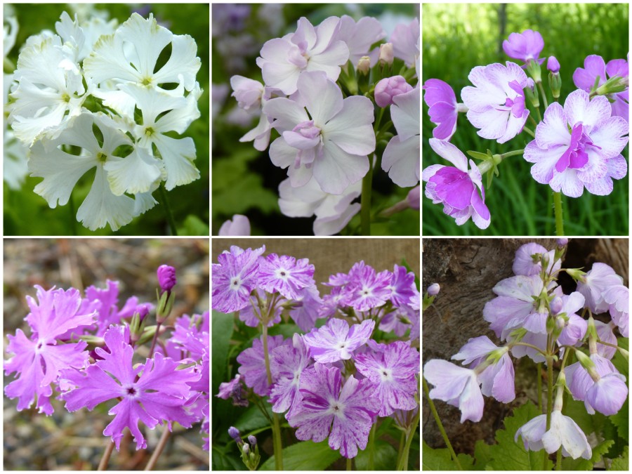 Primula sieboldii SIEBOLDII - Collection de plantes