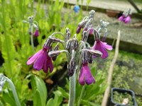 Primula secundiflora