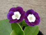 Primula auricula 'Falaraki'