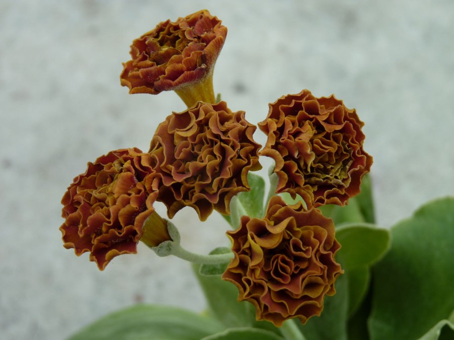 Primula auricula 'Greswolde'