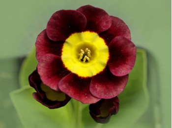 Primula auricula 'George Jennings'