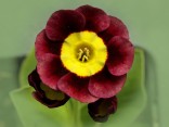 Primula auricula 'George Jennings'