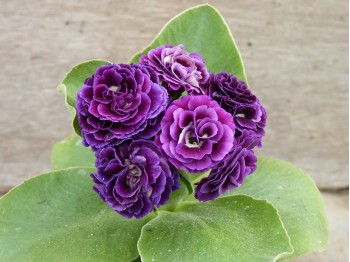 Primula auricula 'Lester'