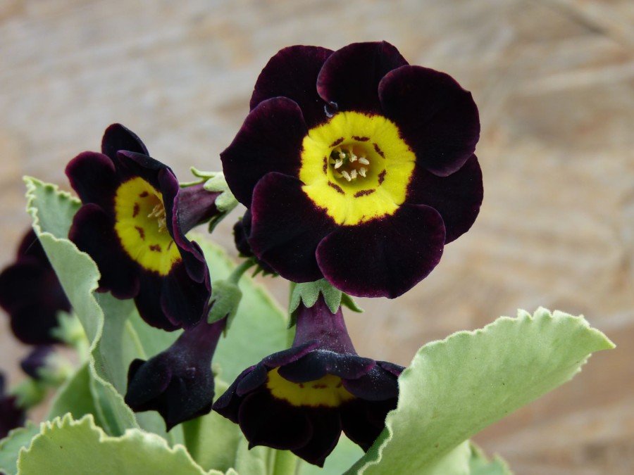 Primula auricula 'Typhoon'