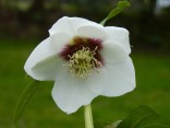 Lenten rose. White with red centre.