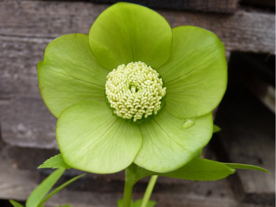 Helleborus x hybridus 'Barnhaven Hybriden' - Grün