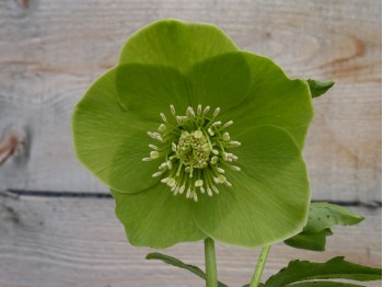 Helleborus x hybridus 'Barnhaven Hybriden' - Grün