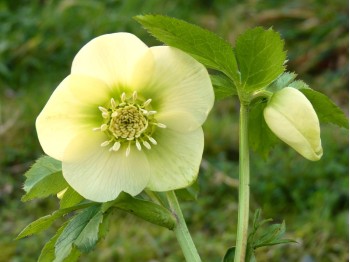 Helleborus x hybridus 'Barnhaven Hybriden'- Gelb