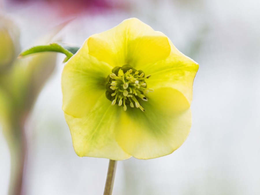 Helleborus x hybridus 'Barnhaven Yellow Strain'