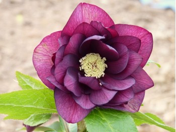 Helleborus x hybridus 'Barnhaven Hybrids' Double red shades