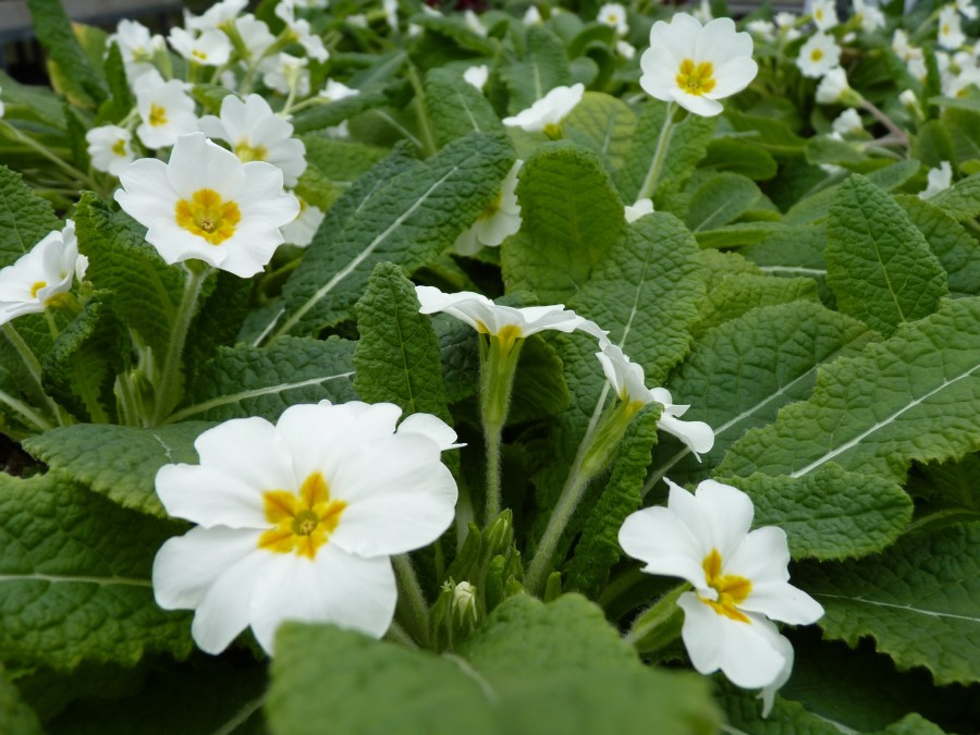 White primrose 'Harbinger'