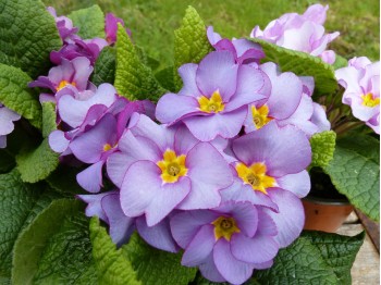 Primula acaulis 'Purple Cascade'