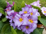 Primula acaulis 'Purple Cascade'