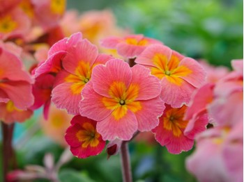 Primula Desert Sunset