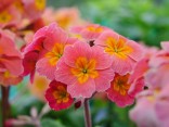 Primula 'DESERT SUNSET'