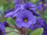 Primula Blue Cowichan