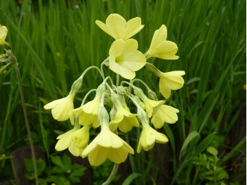 Primula sikkimensis