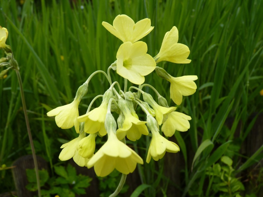 Primula sikkimensis