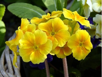 Primula 'Harvest Yellows'