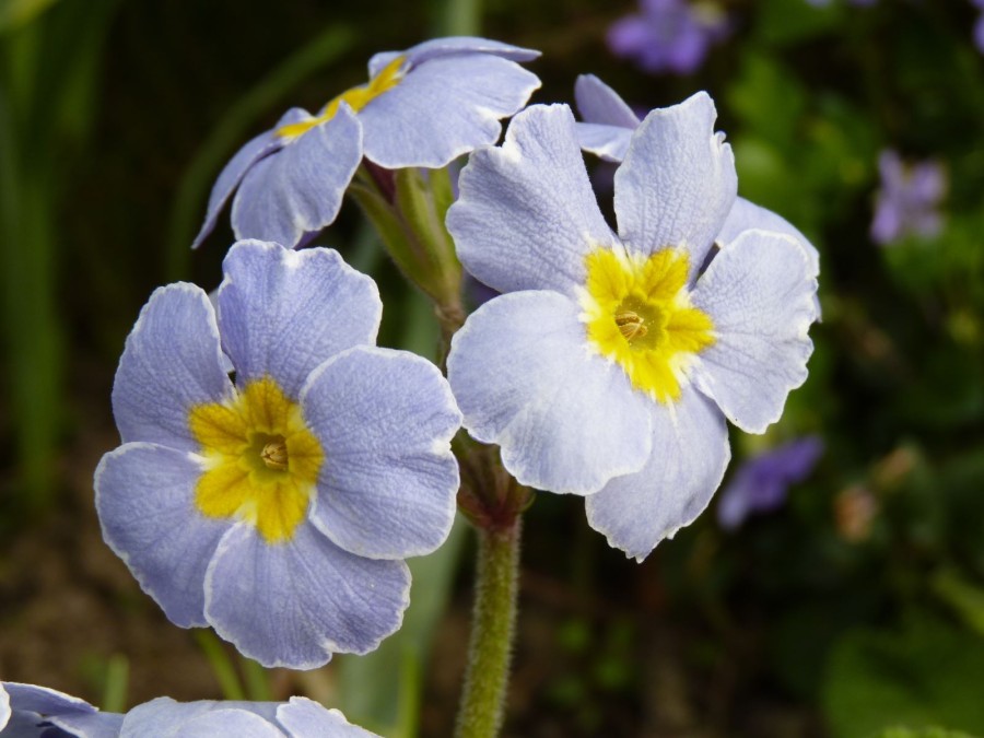 Primula 'Marine Blues'