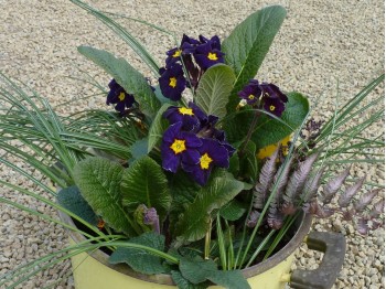 Primula x polyanthus 'Midnight'