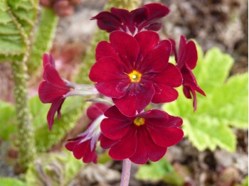 Primula x polyanthus 'Ramona'