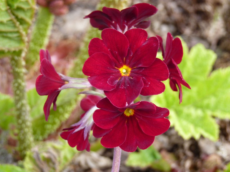 Primula x polyanthus 'Ramona'