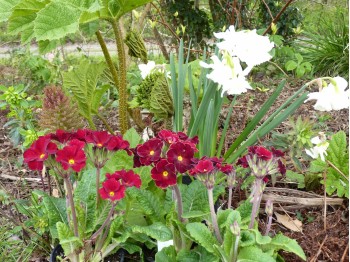 Primel-polyanthus 'Ramona'