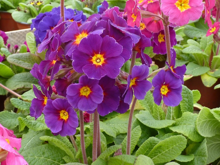 Primula FUCHSIA VICTORIANS