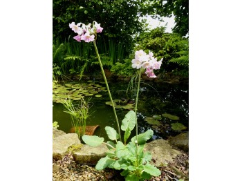 Primula sikkimensis