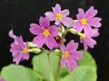 Primula x David Valentine