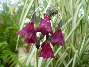 Primula sikkimensis