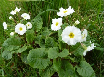 Primula 'Clarissa White'