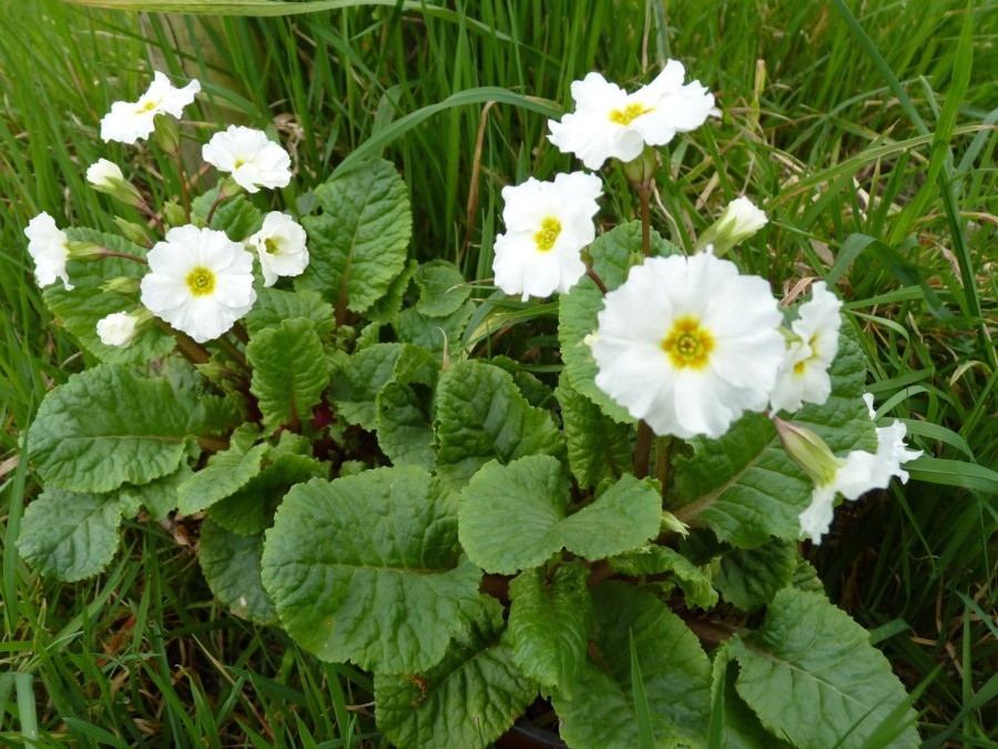 Primula 'Clarissa White'