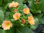 Primula Jack-in-the-green Butterscotch