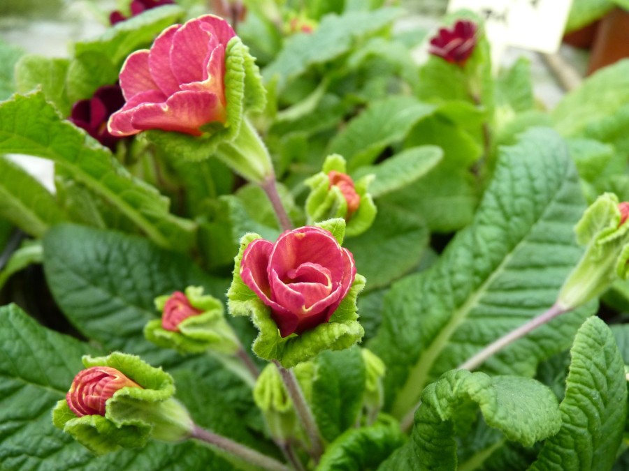 Primula Jack-in-the-green Rosa