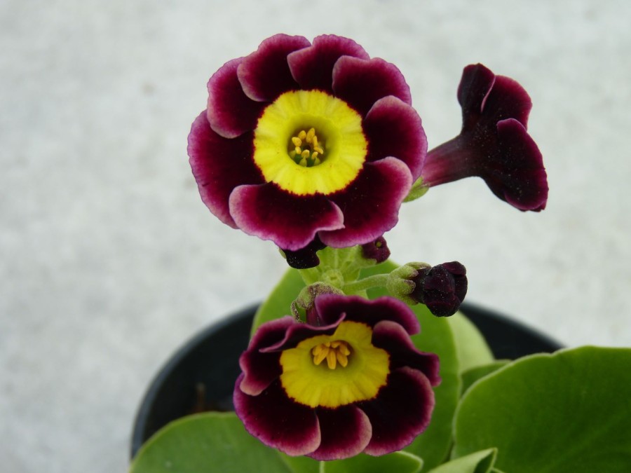 Primula auricula 'Pretender'