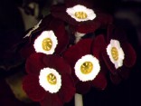 Primula auricula 'Nocturne'