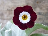 Primula auricula 'Super para'